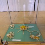 DSCF1851 (Másolás)