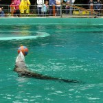 DSCF7571 (Másolás)